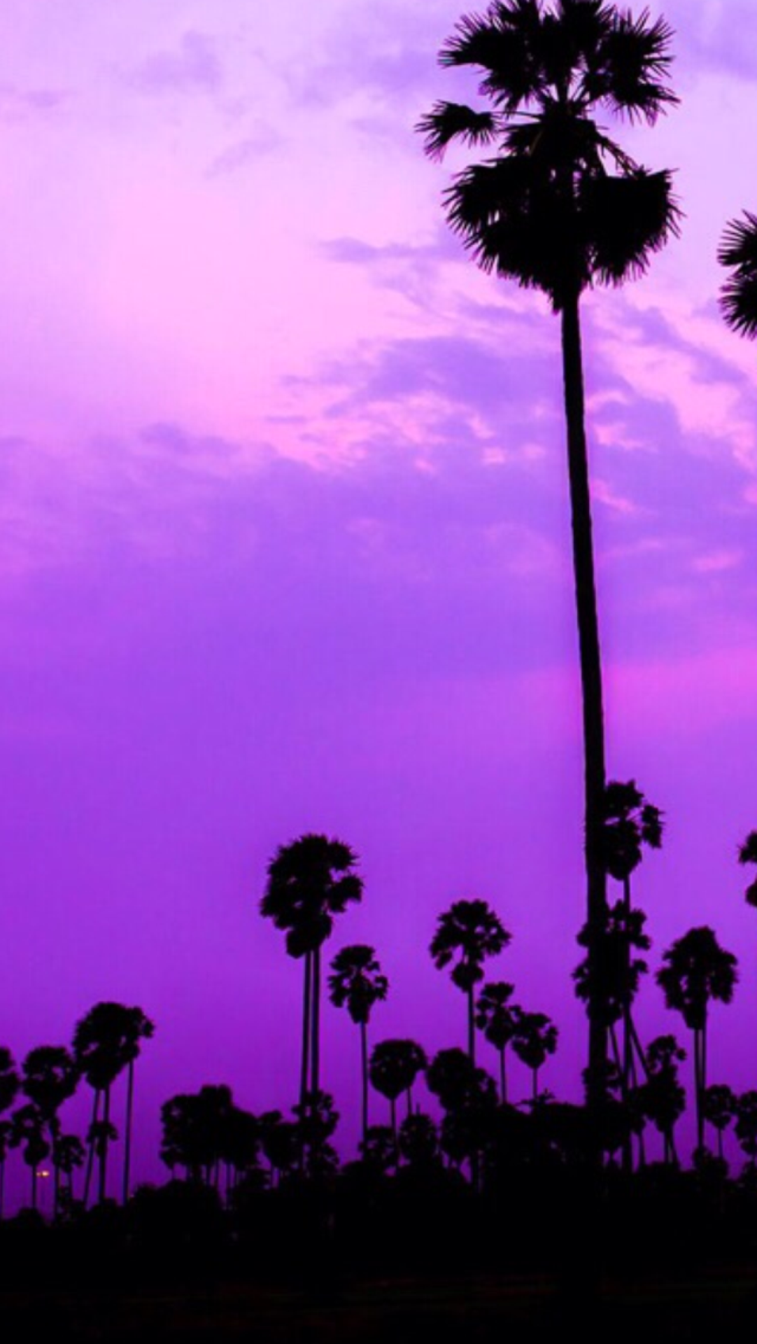 purple palm trees wallpaper