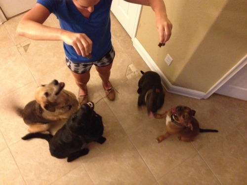 runningwithabottleofwine: Friend/teammate comes to visit - what do you do besides have a puppy party