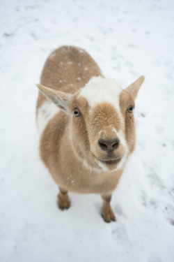 buckythebrave:  Bracken totally likes this white stuff 