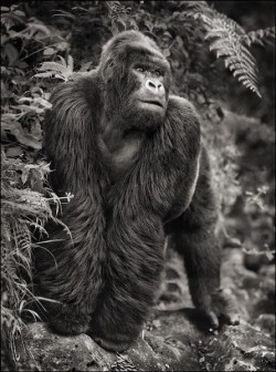 Nick Brandt&rsquo;s fine art photography of the disappearing natural world of Africa. Selected books published: &ldquo;On This Earth, A Shadow Falls&rdquo;, &ldquo;Across The Ravaged Land&rdquo;. Solo exhibitions in museums &amp; galleries around the