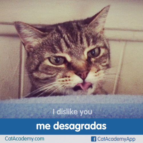 Something to say when you remember tomorrow is Monday.http://is.gd/Cat_Spanish