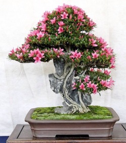 bonsaimastery:  For more great Bonsai tree pictures and growing/care tips, visit Bonsai Mastery. 