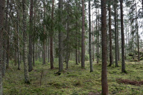 michaelnordeman:Värmland, Sweden. 