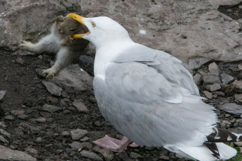 bewareofdragon:Proof that seagulls literally will eat anything 0_o