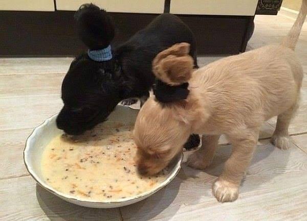 Their ears kept getting in their food 