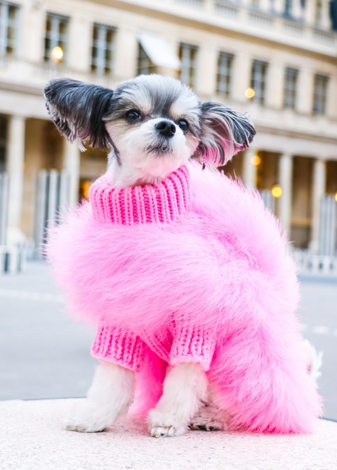 coco chanel dog clothes Archives