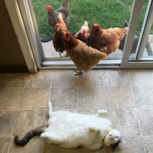 swdyww:kittymurderess:catsbeaversandducks:Scruffles The Fat Cat And his chicken fellows!Photos by ©Scruffles The Fat Cat