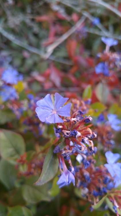 Ceratostigma plumbaginoides is in the family Plumbaginaceae. Commonly known as leadwort, or plumbago