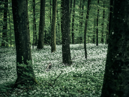 floralls: Blooming Bear’s Garlic by daniel.frauchiger