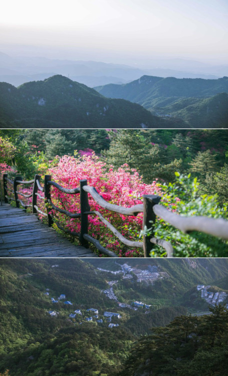 fuckyeahchinesegarden:azalea on guifeng mountain, hubei province. photo by 莳录