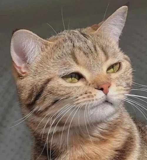 Why Does That Handsome Cat From Tiktok Look Like Max A Little Bit?
