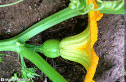 pumpkin-patch:  22 days from bloom to harvest