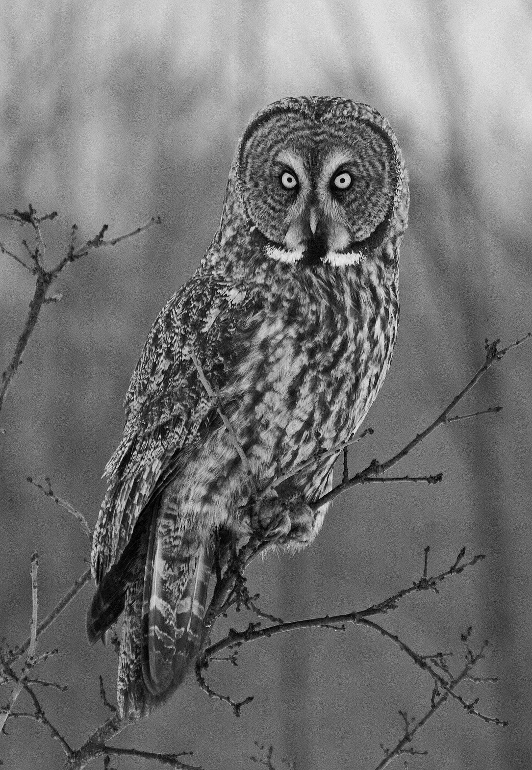 absinthius:  Great Gray Owl 