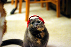 refurbthecat:  ‘Tis the season to put tiny earmuffs on your cats