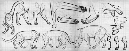 amorpha-system:  anatomicalart:  fucktonofanatomyreferences:  A wicked fuck-ton of feline anatomy references.  1 2 3 4 5 6 7 8 9 10  Really really useful for anyone who wants to draw cats!