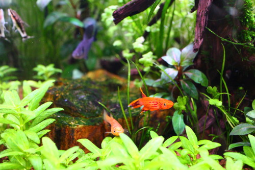 aquashrimp:My new killifish pair!Golden Lyretail species (Aphyosemion australe gold)