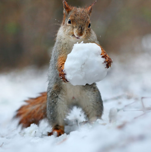 catsbeaversandducks:Russian Photographer Captures The Cutest Squirrel Photo Session EverPhotos by ©V