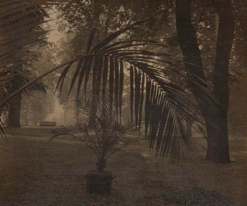 Josef Sudek - Palm in Prague Castle Garden, 1942