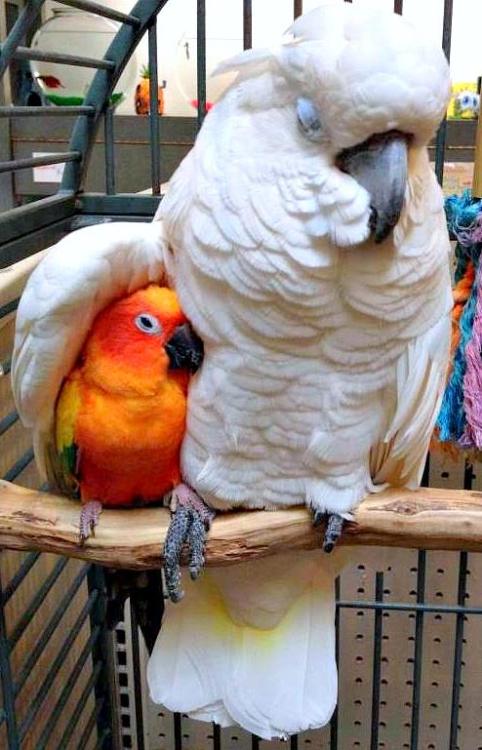 avianawareness:This has to be one of the top cute birdy pics.Oh my god they’re holding feets t
