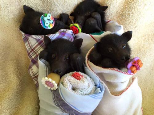 bizhikiins:awwww-cute:Fruit bats with pacifiers (Source: ift.tt/1O0d2Tw)@ladyswillmart