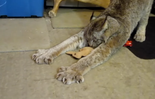 robotslenderman:anythingbetterthanzukash:Canada Lynx (x) The enormous paws *grabby hands*Khajii