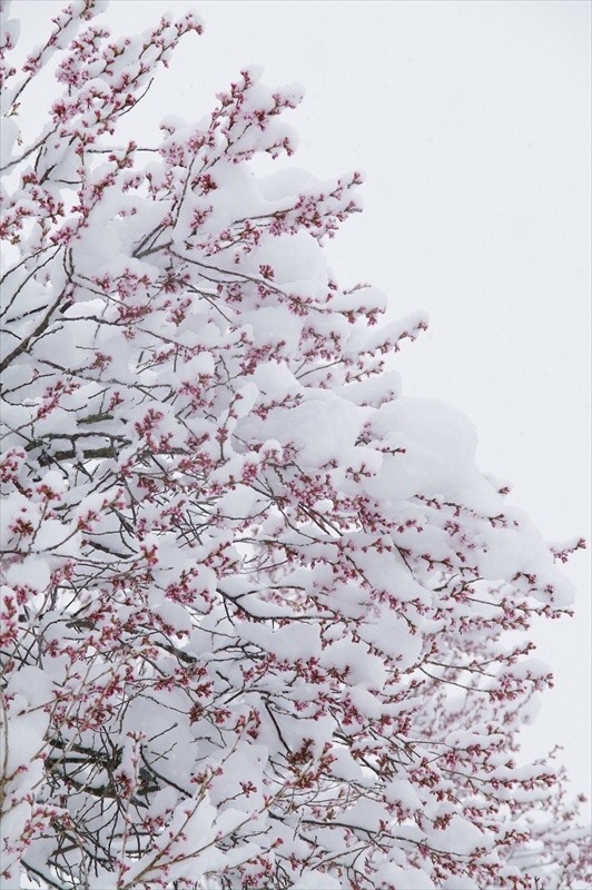 zekkei-beautiful-scenery:  Cherry blossoms and snow falling in #Japan  桜舞い散る雪が降る