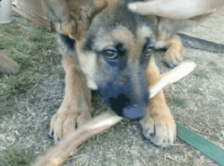 liljessiet:  I miss my dog! (Taken with GifBoom)  Too cute