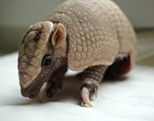 ayellowbirds: archiemcphee: Because sometimes what you need most is to watch a baby armadillo named 