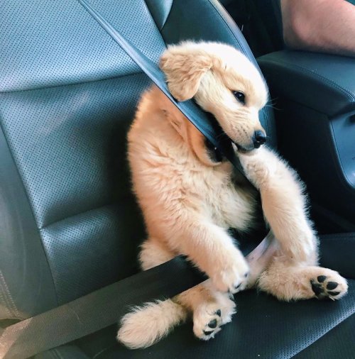 karlrincon:  My co-pilot.