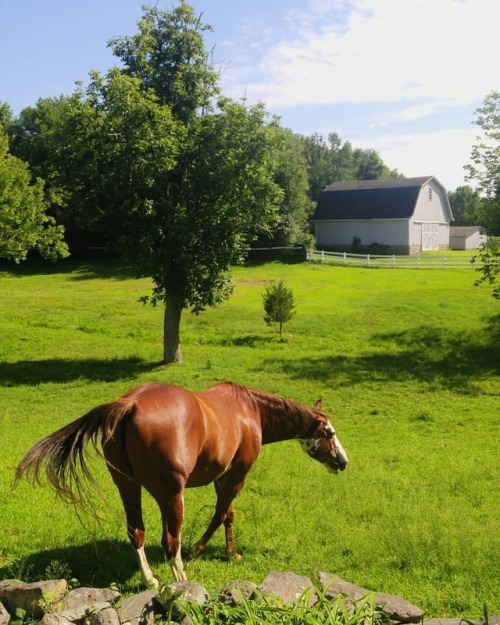 Such a beautiful day #horsesofinstagram #summerdays #latesummer