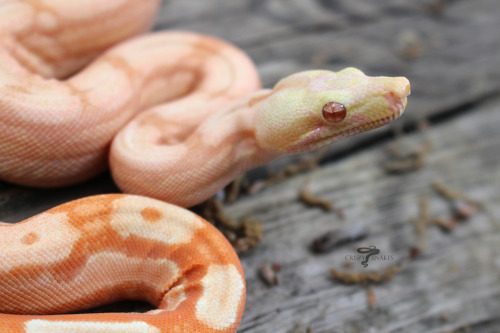 crispysnakes:Tropical Breeze - Sunlgow arabkey (Boa imperator)Oh my god! Look at this wiggly candy c