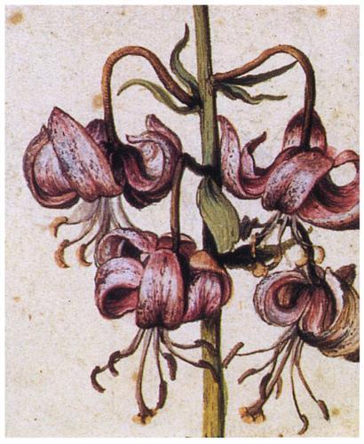 renaissance-art:  Albrecht Durer Watercolor Flowers 
