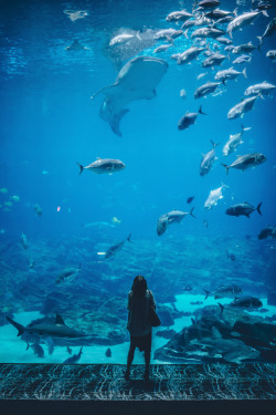 lsleofskye:  Georgia Aquarium, Atlanta, United States