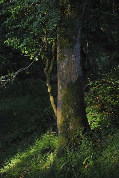 buron:Ancient Path through the Clouds ii (v)©sydburon - July ‘15