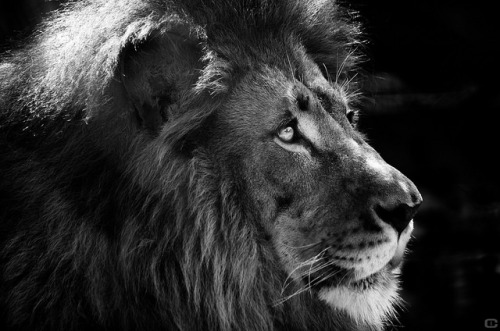 sdzoo:  untitled by Carlos osuna photo on Flickr.