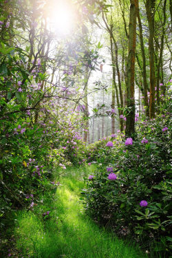gardenofgod:  Summer Forest, by  Scott Wylie. 