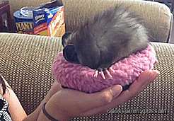 opossummypossum: baby opossum getting comfy (x)