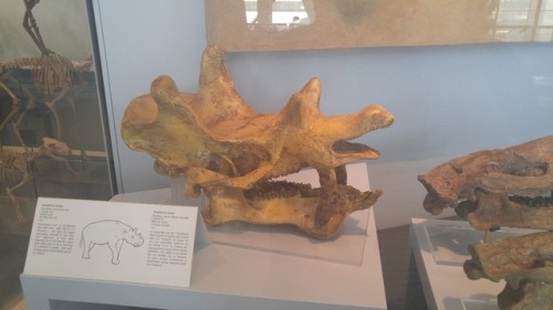 Ref Post 3! I Think That First One Might Be A Herrerasaurus. An Allosaurid Perhaps? Couple Of Angles