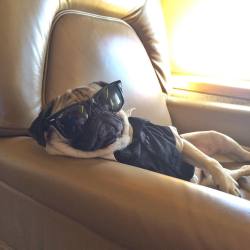 itsdougthepug:  “Damn, it feels good to be a gangsta” -Doug 