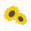 helianthems