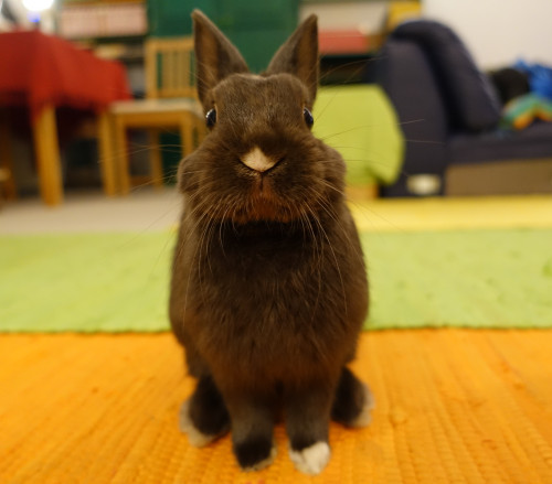 foinzz: Hay everyone, my name is Schoki and today I was eating a few stems hay, I hope in the next d