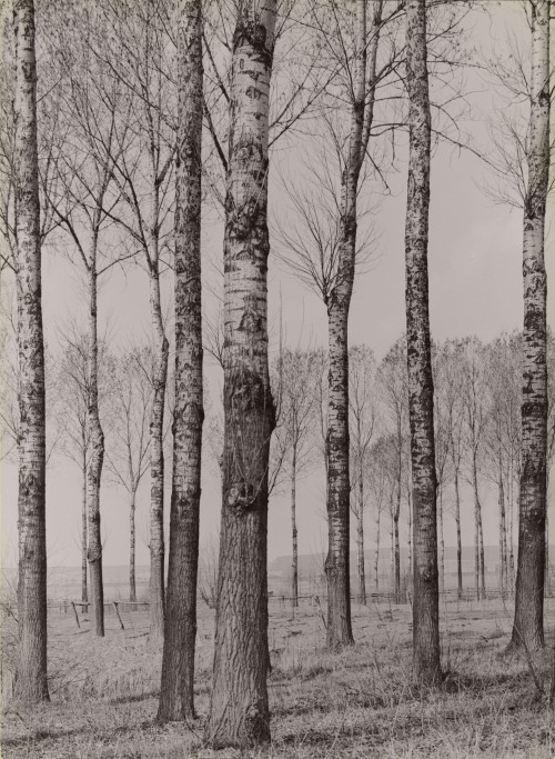 poplars on a meadow, at Volkmarsen near Kassel, 1960, Albert Renger-Patzsch. Germany (1897 - 1966)Th