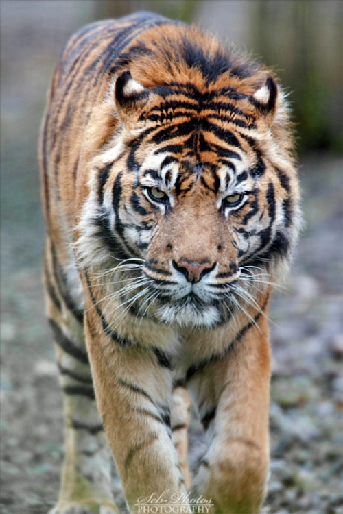 llbwwb For the tiger lovers:) Are you talking to me? by *Seb-Photos.