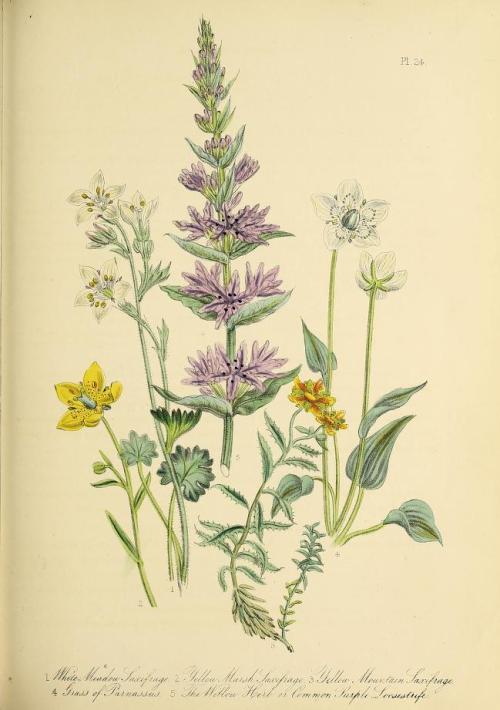 heaveninawildflower:Botanical illustrations taken from ‘British Wild Flowers’ by Jane Loudon. Publis