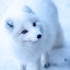 hazellfox