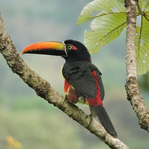 Can you see where the Fiery-billed Araçari (Pteroglossus frantzii) gets its name? This bright-beaked