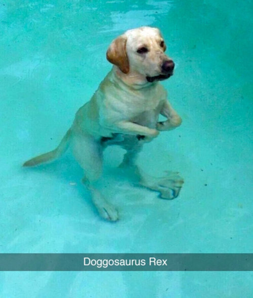 wwinterweb:Funny Dog Snapchats (see 12 more)