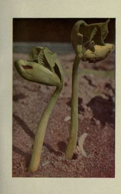 nemfrog:  Baby plants. How plants are trained to work for man. v. 5.  Luther Burbank. c. 1921.