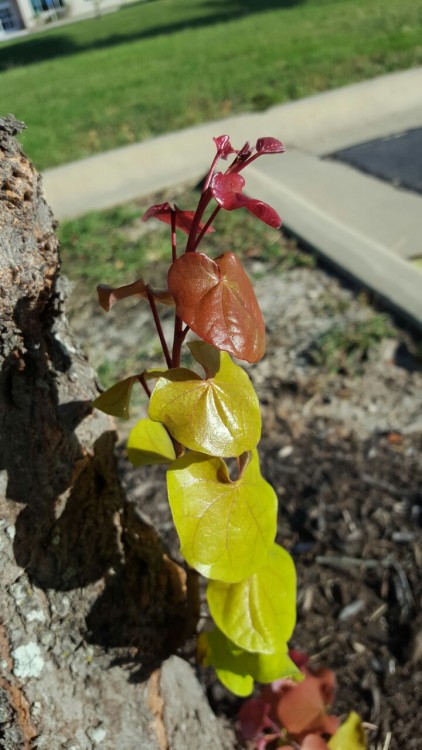 syngoniums:New redbud leaves and ‘Arabian Princess’.