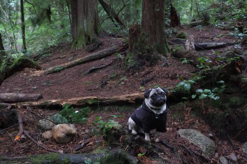 pug nature